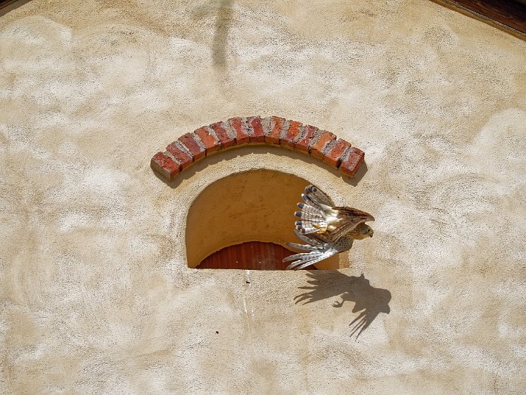 Kestel in the Vosges